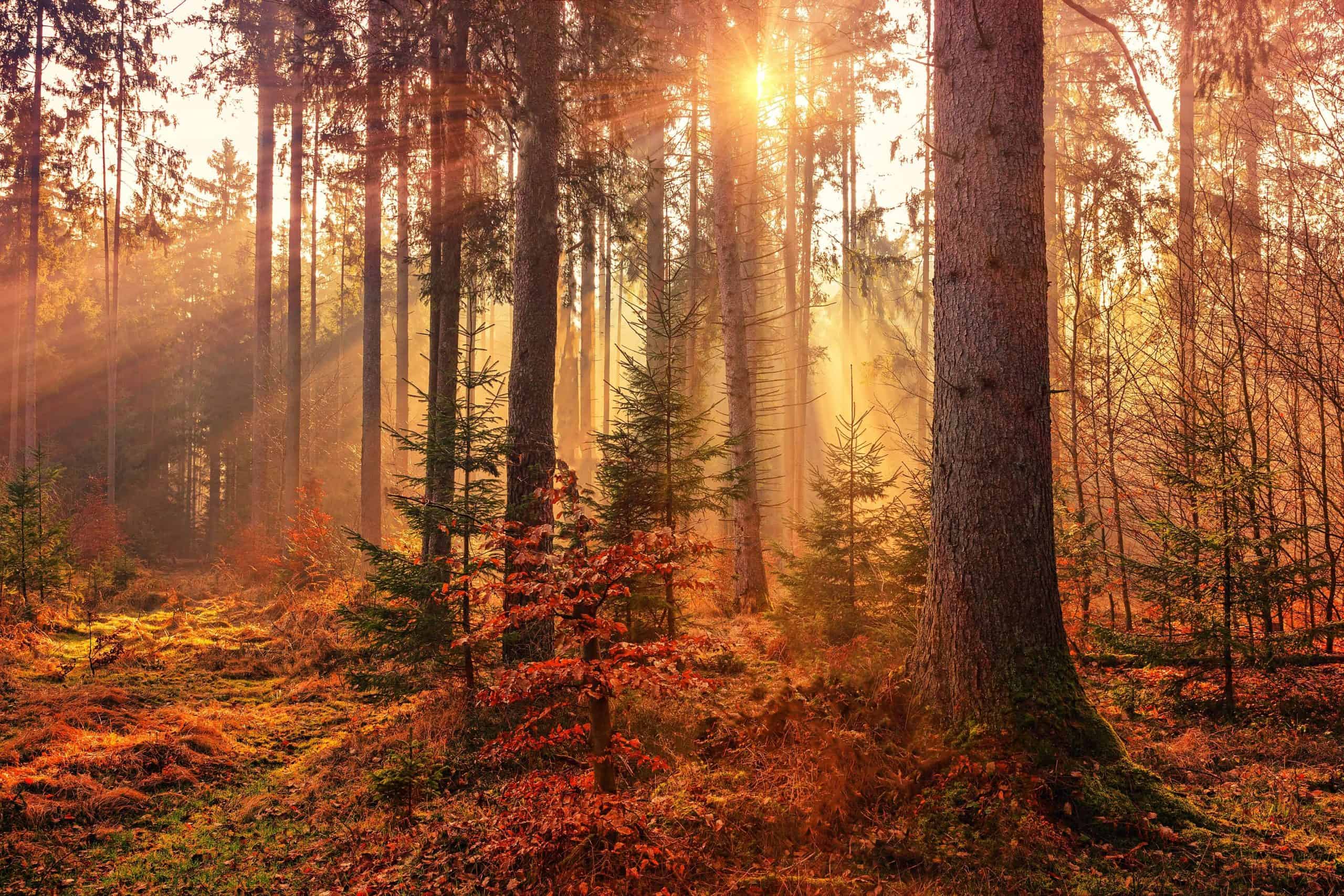 Autumn forest with sun rays between the trees